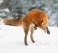/album/lisky-foxky-nebo-jak-jim-rikate/a11793761-jpg/