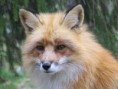 /album/lisky-foxky-nebo-jak-jim-rikate/a11793893-jpg/