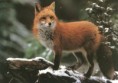 /album/lisky-foxky-nebo-jak-jim-rikate/a11794014-jpg/