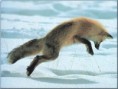/album/lisky-foxky-nebo-jak-jim-rikate/a11794075-jpg/