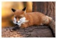 /album/lisky-foxky-nebo-jak-jim-rikate/a15303759-jpg/