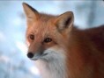/album/lisky-foxky-nebo-jak-jim-rikate/a20041212-lovely-red-fox-jpg/