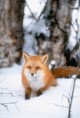 /album/lisky-foxky-nebo-jak-jim-rikate/snow-fox-0-jpg/